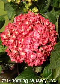 Hydrangea macrophylla 'Miss Belgium'